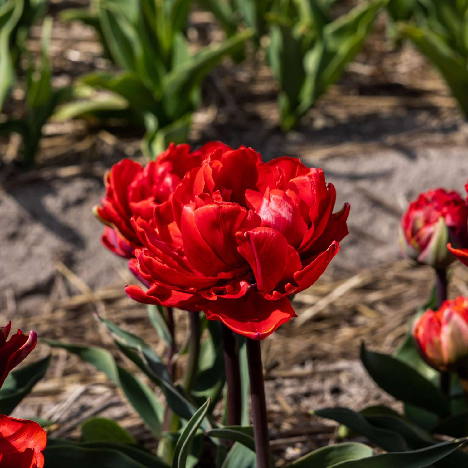Tulipe 'Red Princess'